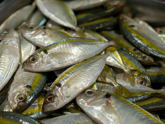 Raya amarilla fresca trevally thinscaled trevally pescado en el supermercado en Yogyakarta Indonesia