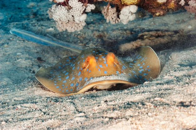 Raya azul manchada Myliobatoidei pez cartilaginoso en fondo arenoso en submarinos tropicales Patinar en el mundo submarino de animales salvajes