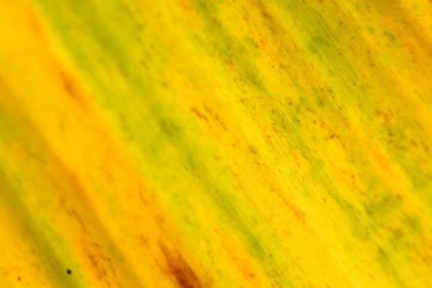 Foto raya en el fondo de hoja de plátano verde