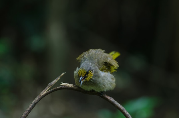 Raya garganta Bulbul en una rama