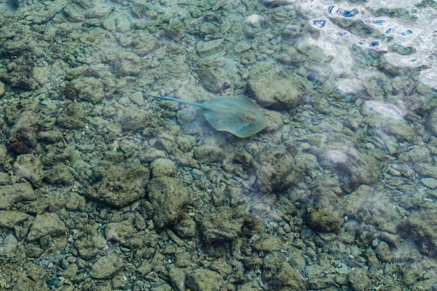 Raya ribbontail manchada de azul Taeniura lymma en un Mar Rojo