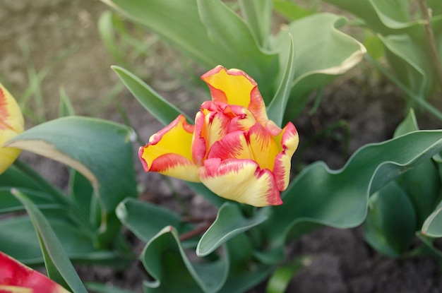 Rayas brillantes en pétalos Jardín de primavera con tulipanes a rayas Hermosa naturaleza primaveral Hermoso cultivo de flores