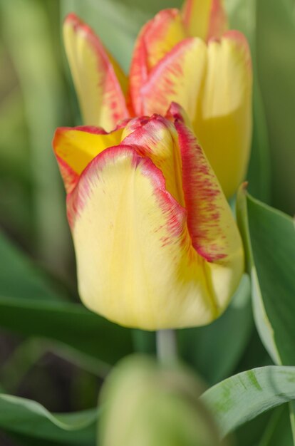 Rayas brillantes en pétalos Jardín de primavera con tulipanes a rayas Hermosa naturaleza primaveral Hermoso cultivo de flores