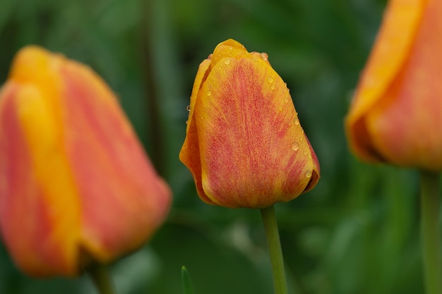 Rayas brillantes en pétalos Jardín de primavera con tulipanes a rayas Oxford Elite Hermosa naturaleza primaveral Hermoso cultivo de flores