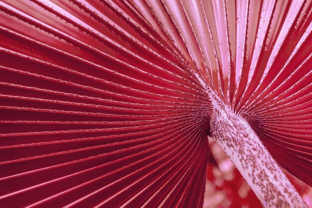 Rayas de hojas rayadas texturizadas que se abren radialmente alrededor del centro del corte de una palmera tropical washingtonia filifera