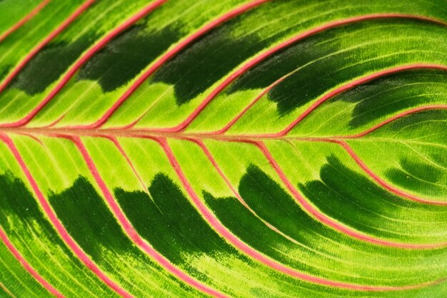 Rayas rosadas en el fondo verde abstracto de la textura de la hoja de palma