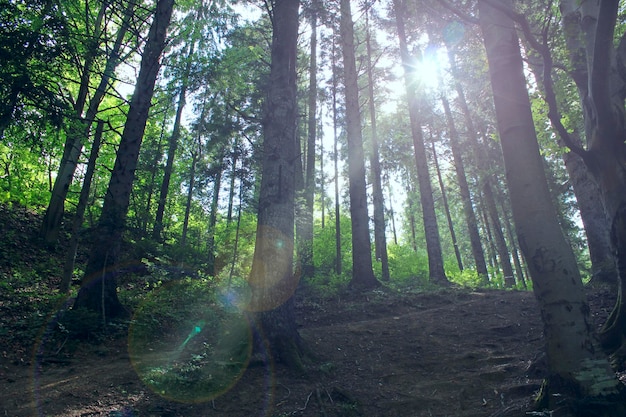 un rayo de luz se abre camino a través de los árboles Luz entre los árboles en el bosque