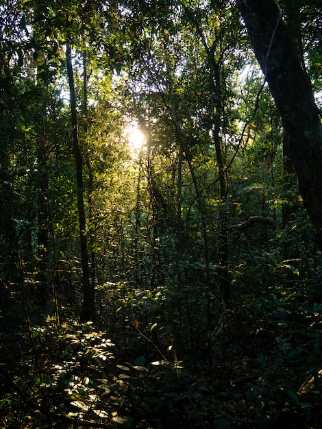 Un rayo de luz brillando en el bosque