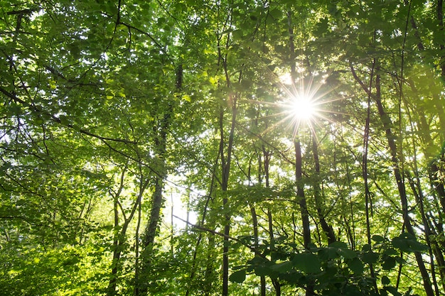 Rayo de luz del sol a través de la licencia del árbol en el bosque