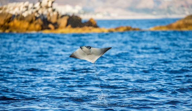 El rayo Mobula salta fuera del agua. México