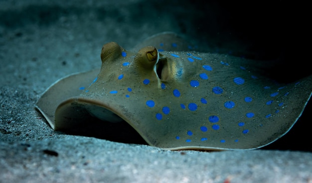 Foto rayo ribbontail manchado de azul en el mar rojo, sharm el sheikh, egipto