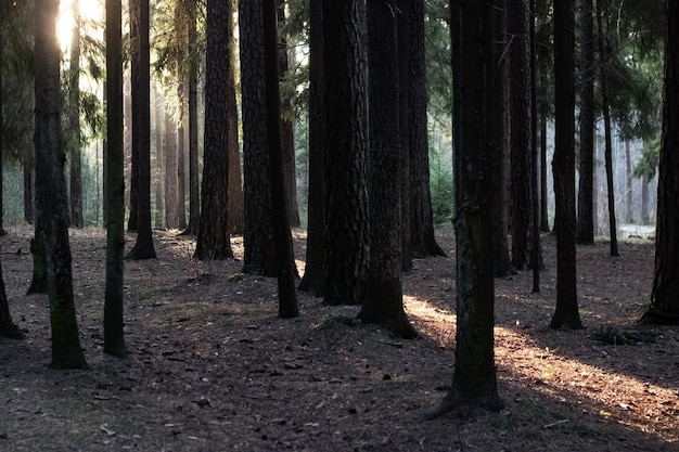 Rayo de sol en un bosque oscuro y denso