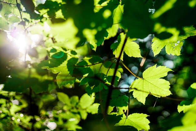 Rayo de sol brillando a través de las hojas verdes del árbol.