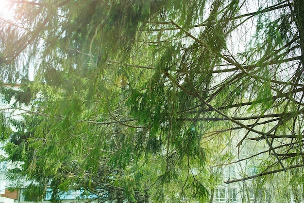 Rayo de sol Rayo de sol a través de hojas verdes Verano