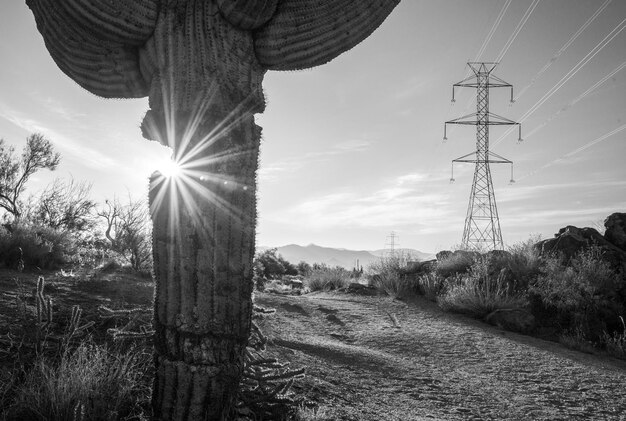 Foto rayo de sol a través del cactus saguaro con pilar de electricidad y montañas