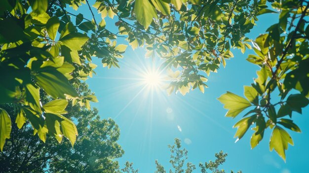 Un rayo de sol vibrante que brilla a través de las hojas frescas