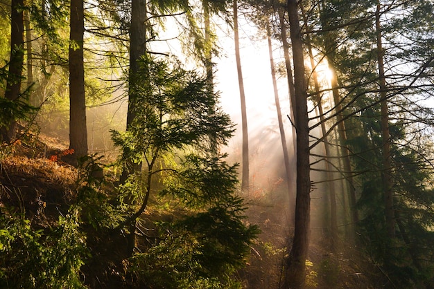 Rayos de hermosa luz solar en un bosque neblinoso con colores cálidos y vibrantes en primavera West Tatras