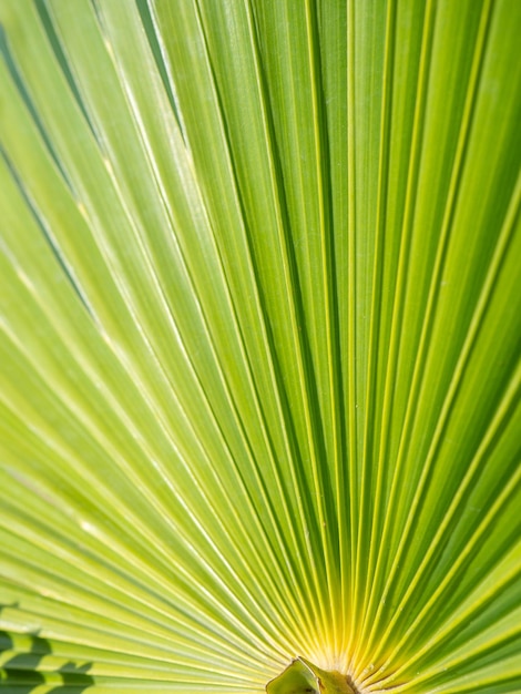 Foto rayos de hojas de palma contra el telón de fondo de un cielo soleado plantas tropicales hermoso fondo