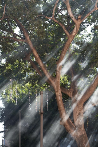 Rayos de luz entre los árboles con humo.