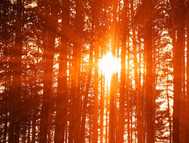 Rayos de luz espectacular puesta de sol en el fondo del paisaje de bosques silvestres