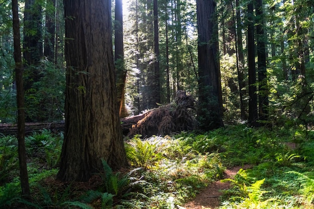 Rayos de luz iluminando algunos helechos y tréboles en un bosque de secoyas cerca de Mendocino California