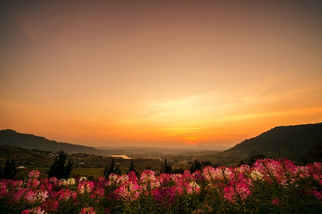 Rayos de luz del sol que brilla en las hermosas flores rojas. y excelentes vistas naturales.