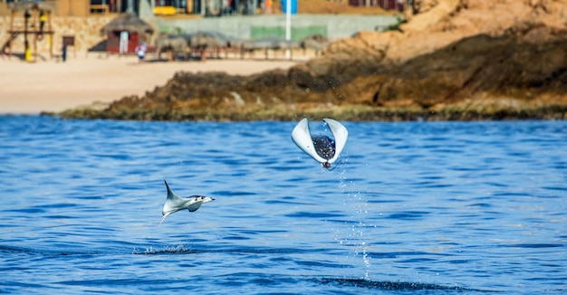 Los rayos Mobula son saltos fuera del agua.