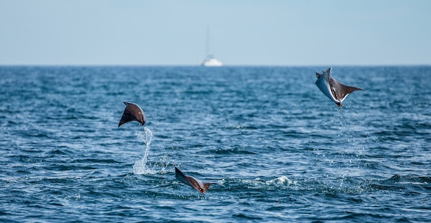 Los rayos Mobula son saltos fuera del agua.