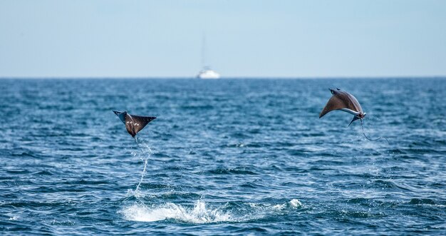 Los rayos Mobula son saltos fuera del agua.