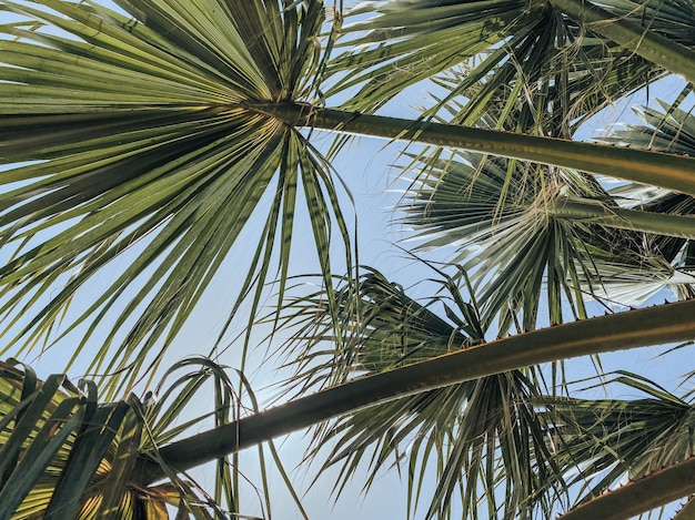 Los rayos del sol se abren paso a través de las ramas de una palmera. El concepto de recreación y turismo. Fotografía de viajes.