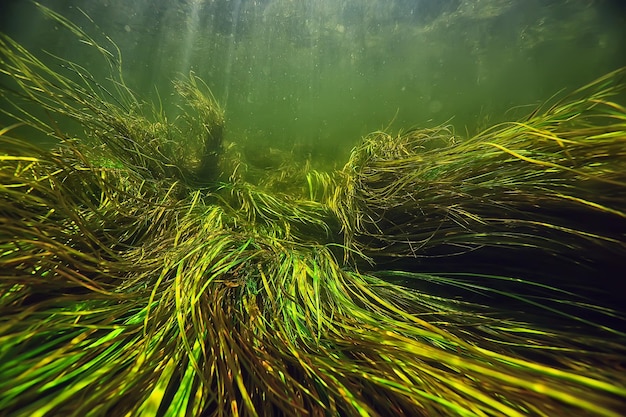 rayos de sol bajo el agua paisaje, paisaje marino agua dulce río buceo