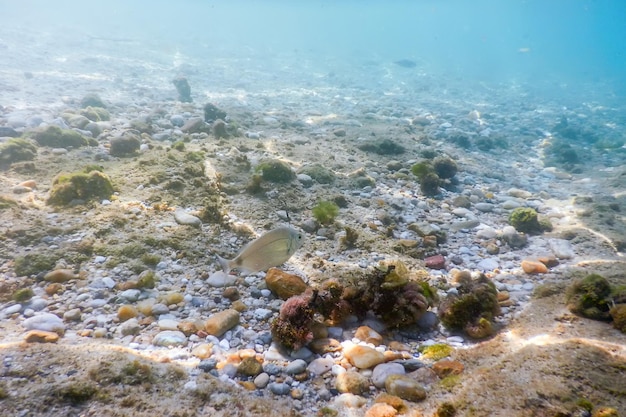 Rayos de sol bajo el agua, rocas y guijarros en los fondos marinos nadando peces