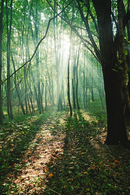 Rayos de sol entre árboles en el bosque