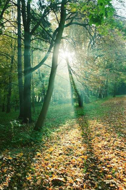 Rayos de sol entre árboles en el bosque