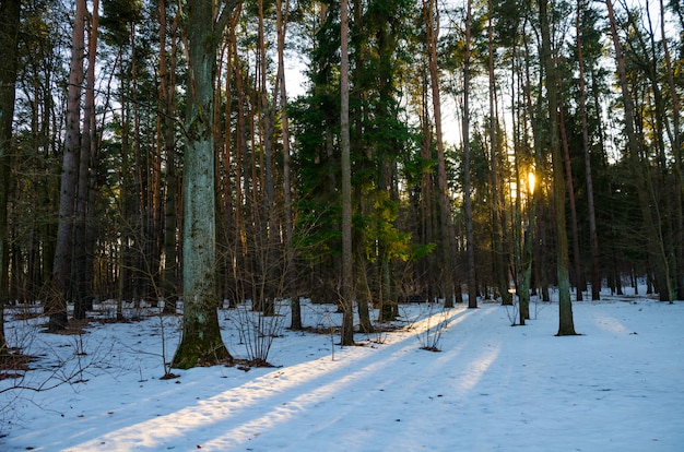 Rayos del sol del atardecer en el bosque de pinos de invierno