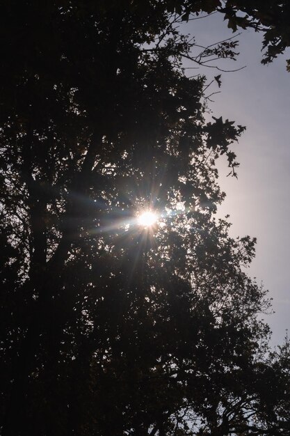 Rayos del sol atravesando la copa de un árbol