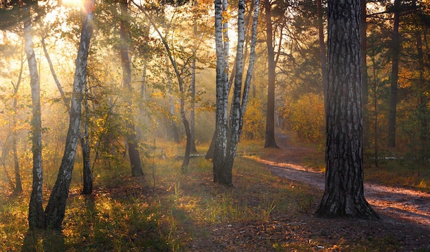 Los rayos del sol atraviesan las ramas de los árboles. Hermosa mañana de otoño en el bosque