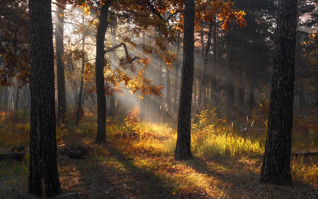 Los rayos del sol atraviesan las ramas de los árboles. Hermosa mañana de otoño en el bosque