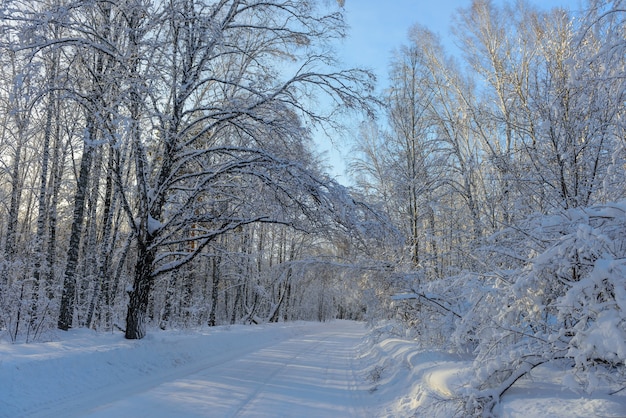 Los rayos del sol atraviesan las ramas nevadas de los árboles. Concepto de viajes de invierno durante las vacaciones de año nuevo.