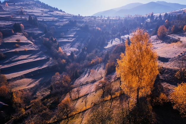 Los rayos del sol en el bosque brumoso de otoño.