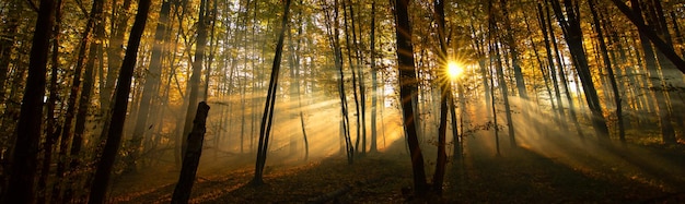 Los rayos del sol en el bosque brumoso de otoño.