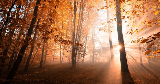 Los rayos del sol en el bosque brumoso de otoño.