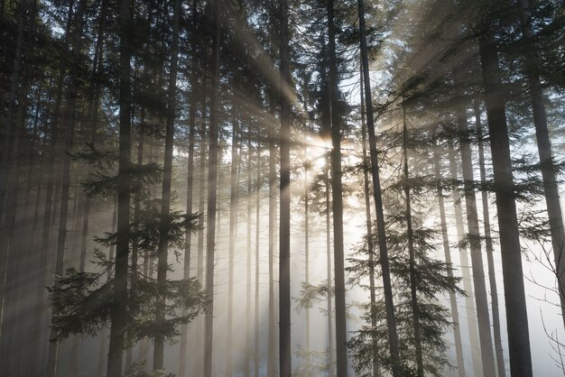 Rayos del sol en un bosque brumoso