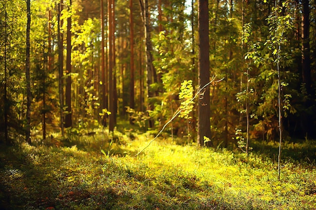 rayos de sol en el bosque de coníferas, paisaje abstracto bosque de verano, hermosa naturaleza salvaje