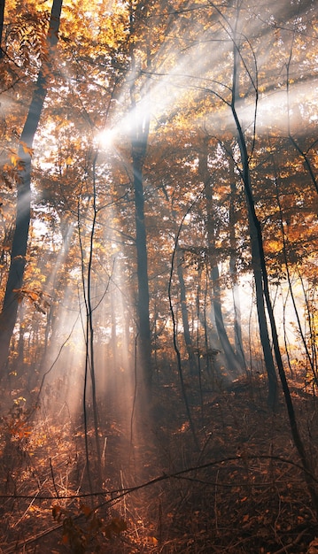 Los rayos del sol en el bosque de otoño brumoso.