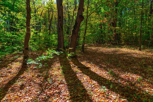 Rayos de sol en el bosque de otoño