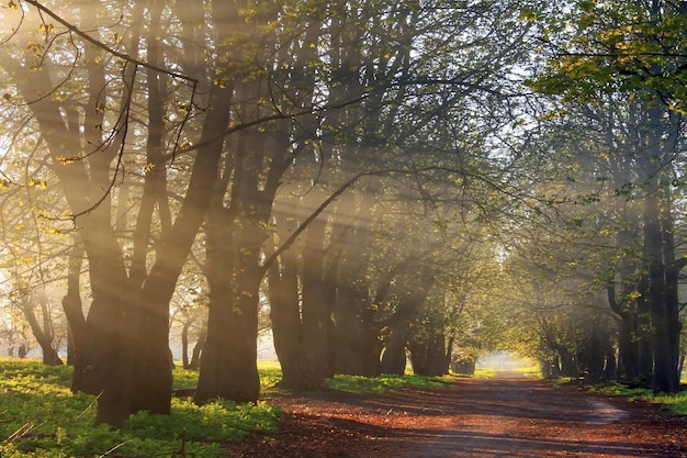 Rayos de sol en el bosque de primavera