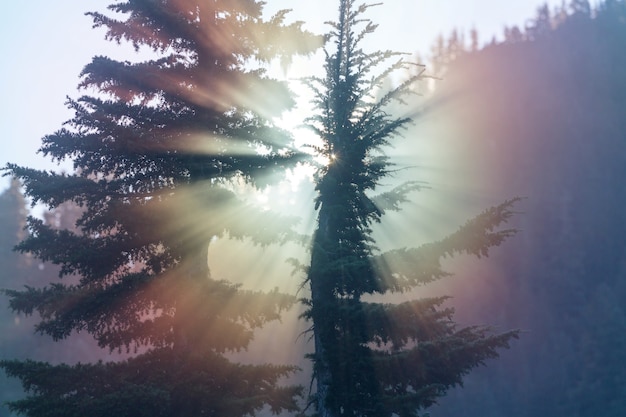 Rayos de sol en el bosque de verano verde