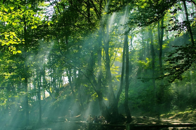 Rayos de sol en el bosque verde