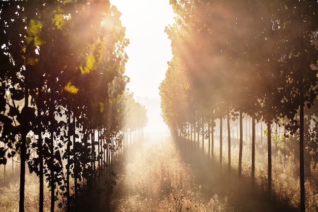 Rayos de sol en el bosque